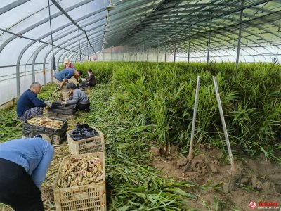 ɽ�|�����ǻ��r(n��ng)�I(y��)���c(di��n)����ɫ�a(ch��n)�I(y��)�¸�·